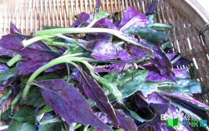 紫背菜怎么做好吃？ 第1张
