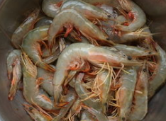 红尾虾怎么做好吃？ 第1张
